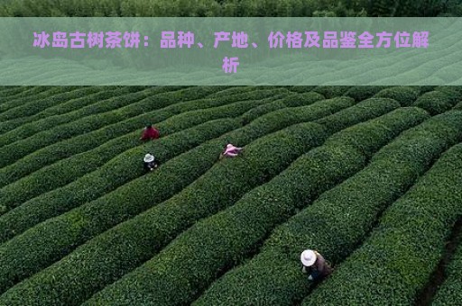 冰岛古树茶饼：品种、产地、价格及品鉴全方位解析