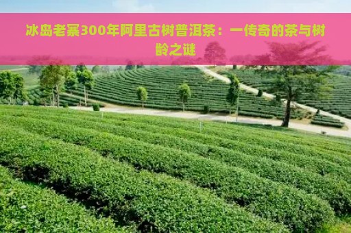 冰岛老寨300年阿里古树普洱茶：一传奇的茶与树龄之谜