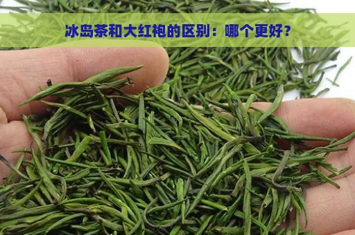 冰岛茶和大红袍的区别：哪个更好？