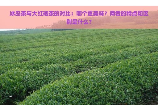 冰岛茶与大红袍茶的对比：哪个更美味？两者的特点和区别是什么？