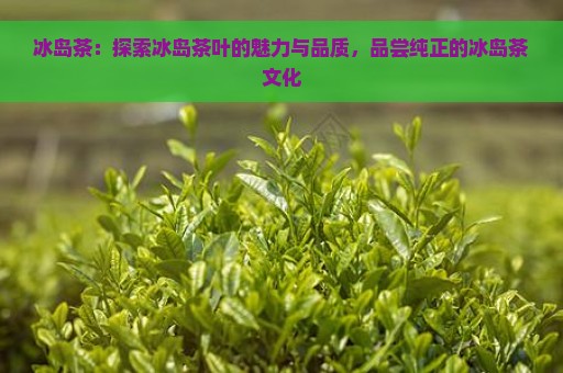 冰岛茶：探索冰岛茶叶的魅力与品质，品尝纯正的冰岛茶文化