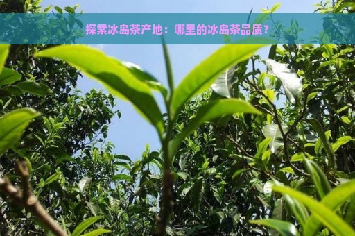 探索冰岛茶产地：哪里的冰岛茶品质？