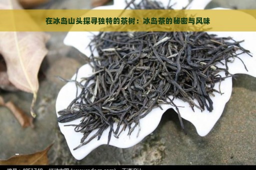 在冰岛山头探寻独特的茶树：冰岛茶的秘密与风味