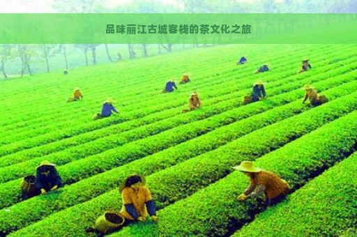 品味丽江古城客栈的茶文化之旅