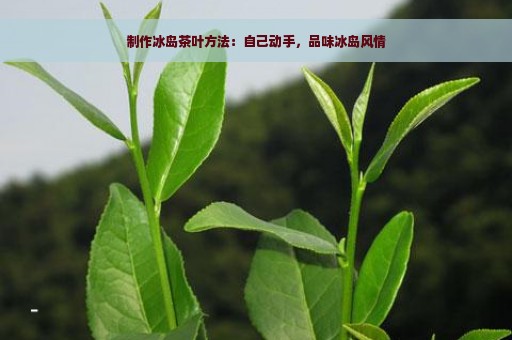 制作冰岛茶叶方法：自己动手，品味冰岛风情