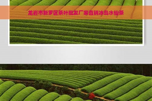 龙岩市新罗区茶叶批发厂家直销冰岛水仙茶