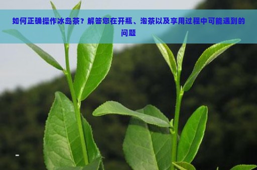 如何正确操作冰岛茶？解答您在开瓶、泡茶以及享用过程中可能遇到的问题