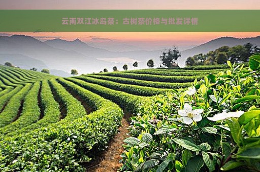 云南双江冰岛茶：古树茶价格与批发详情