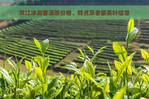 双江冰岛普洱茶价格、特点及老寨茶叶信息