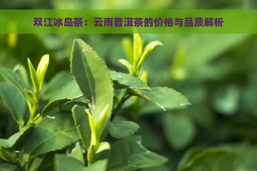 双江冰岛茶：云南普洱茶的价格与品质解析