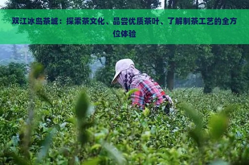 双江冰岛茶城：探索茶文化、品尝优质茶叶、了解制茶工艺的全方位体验