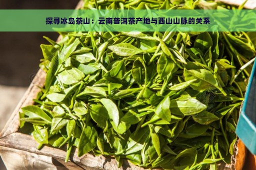 探寻冰岛茶山：云南普洱茶产地与西山山脉的关系