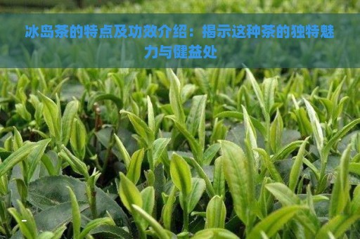 冰岛茶的特点及功效介绍：揭示这种茶的独特魅力与健益处