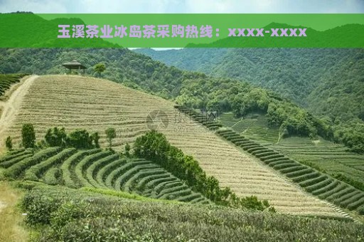 玉溪茶业冰岛茶采购热线：xxxx-xxxx