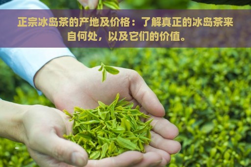 正宗冰岛茶的产地及价格：了解真正的冰岛茶来自何处，以及它们的价值。