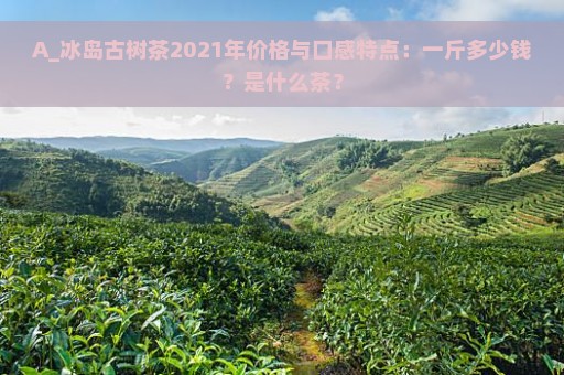 A_冰岛古树茶2021年价格与口感特点：一斤多少钱？是什么茶？