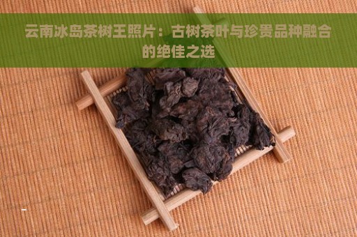 云南冰岛茶树王照片：古树茶叶与珍贵品种融合的绝佳之选