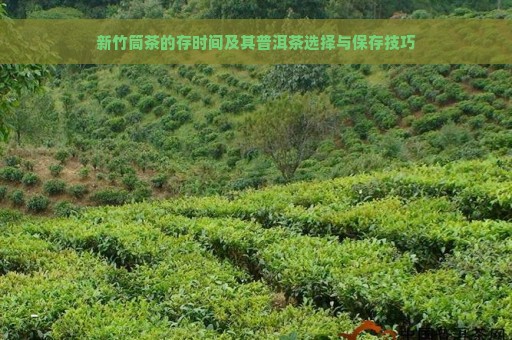 新竹筒茶的存时间及其普洱茶选择与保存技巧