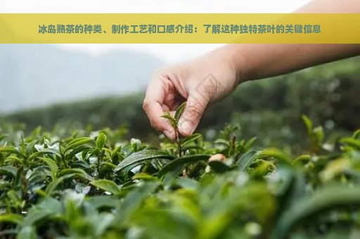 冰岛熟茶的种类、制作工艺和口感介绍：了解这种独特茶叶的关键信息