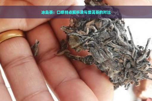 冰岛茶：口感特点解析及与普洱茶的对比