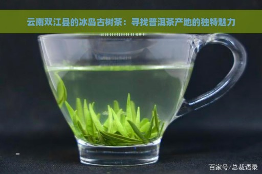 云南双江县的冰岛古树茶：寻找普洱茶产地的独特魅力