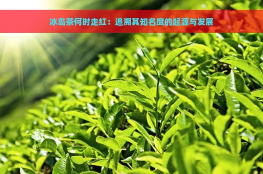 冰岛茶何时走红：追溯其知名度的起源与发展