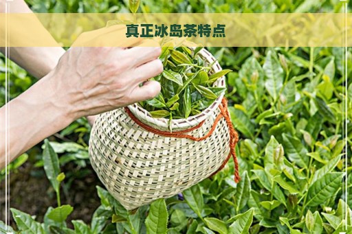 真正冰岛茶特点