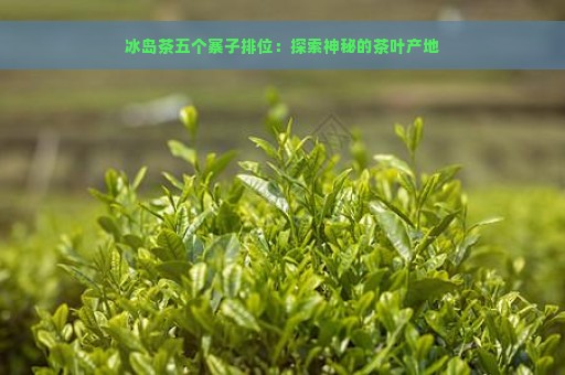 冰岛茶五个寨子排位：探索神秘的茶叶产地