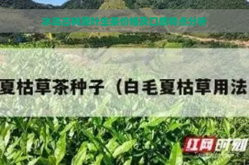 冰岛古树原叶生茶价格及口感特点分析