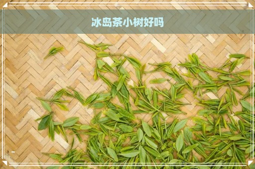 冰岛茶小树好吗