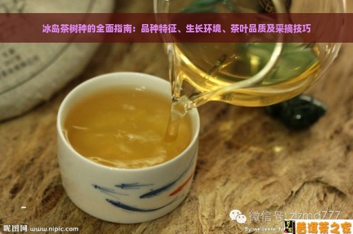 冰岛茶树种的全面指南：品种特征、生长环境、茶叶品质及采摘技巧