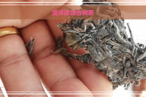 泥洋冰岛古树茶