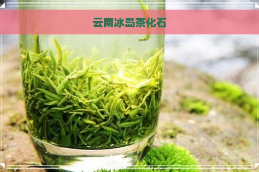 云南冰岛茶化石