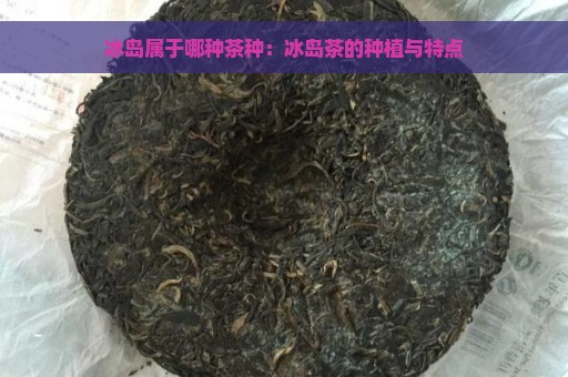 冰岛属于哪种茶种：冰岛茶的种植与特点