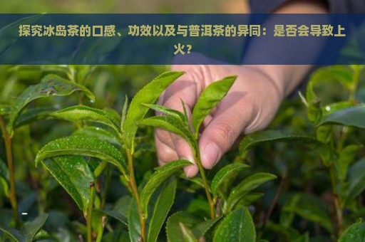 探究冰岛茶的口感、功效以及与普洱茶的异同：是否会导致上火？