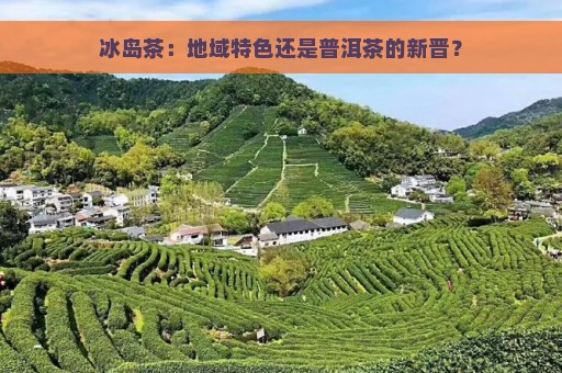 冰岛茶：地域特色还是普洱茶的新晋？