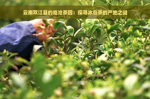 云南双江县的临沧茶园：探寻冰岛茶的产地之谜