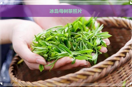 冰岛母树茶照片