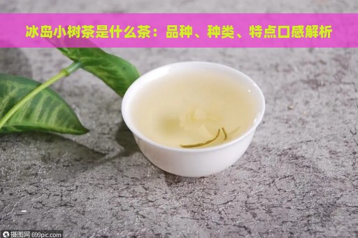 冰岛小树茶是什么茶：品种、种类、特点口感解析