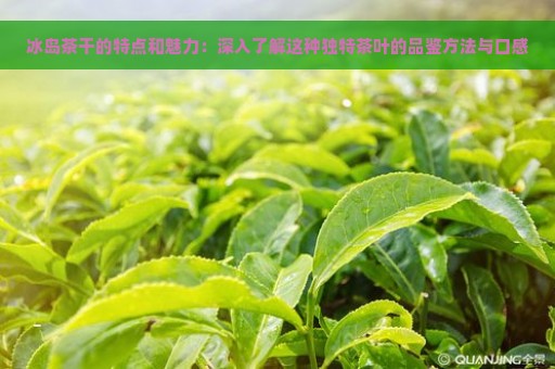 冰岛茶干的特点和魅力：深入了解这种独特茶叶的品鉴方法与口感