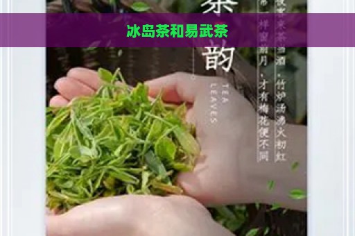 冰岛茶和易武茶