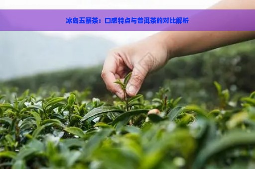 冰岛五寨茶：口感特点与普洱茶的对比解析