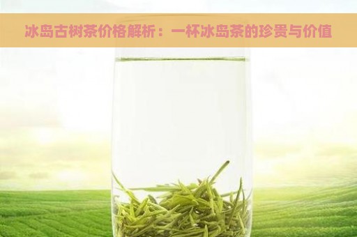 冰岛古树茶价格解析：一杯冰岛茶的珍贵与价值