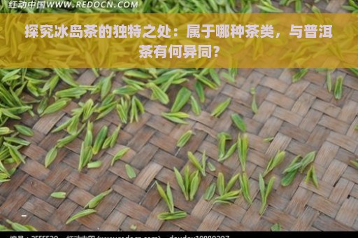 探究冰岛茶的独特之处：属于哪种茶类，与普洱茶有何异同？