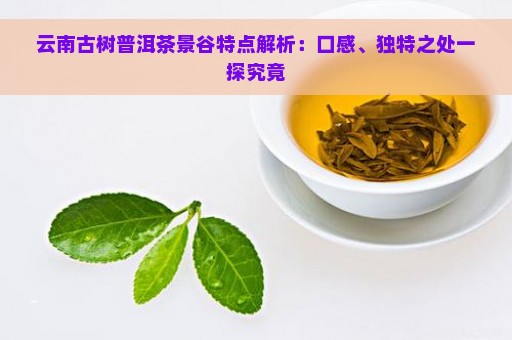 云南古树普洱茶景谷特点解析：口感、独特之处一探究竟