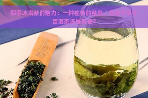 探索冰岛茶的魅力：一种独特的茶类，究竟不同于普洱茶还是其他？