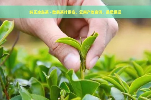 纯正冰岛茶 - 散装茶叶供应，云南产地直供，品质保证