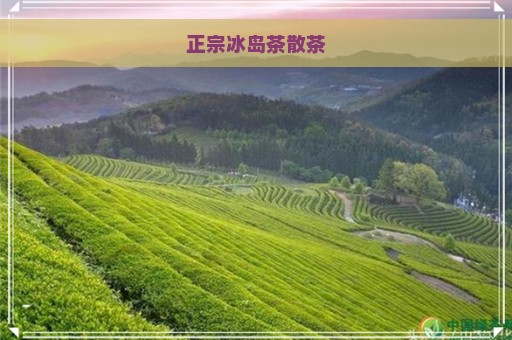 正宗冰岛茶散茶