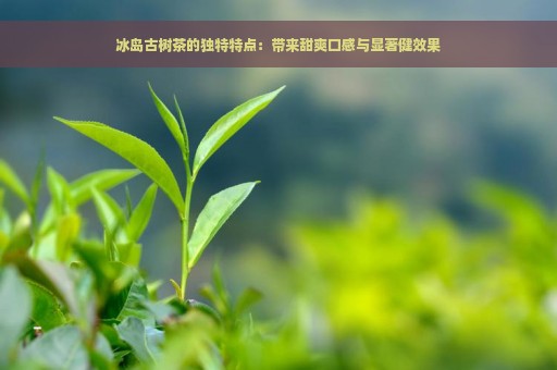 冰岛古树茶的独特特点：带来甜爽口感与显著健效果