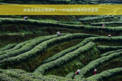 冰岛木茶品价格解析：一斤批发与普洱茶的差异